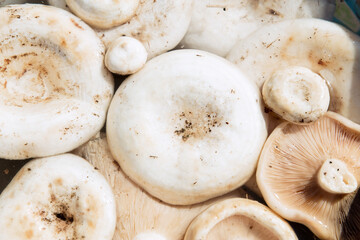 White Lactarius resimus mushroom genus Lactarius family Russulaceae. Natural background of raw peeled mushrooms, close-up.