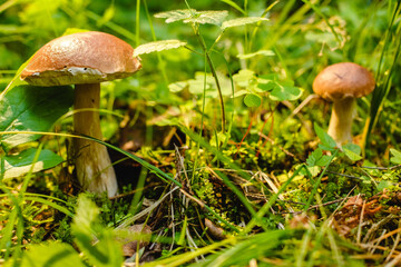 Mushrooms in the forest. Autumn outdoor recreation. Diet food