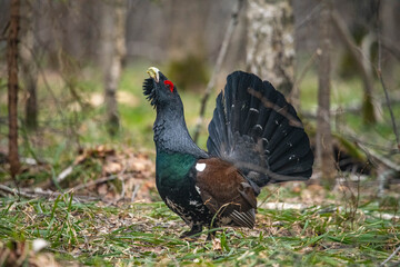 Capercaillie in the forest