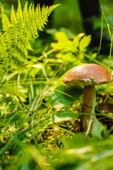 Mushrooms in the forest. Autumn outdoor recreation. Diet food