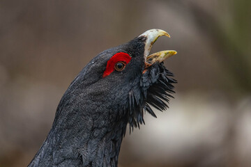 Capercaillie in the forest