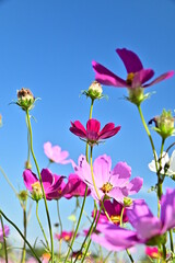 Close-up of colorful cosmos flowers against the blue sky.