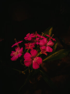 flower on black background