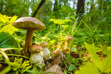 Mushrooms in the forest. Autumn outdoor recreation. Diet food
