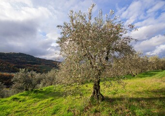 olive tree with many fruits during the harvesting period 