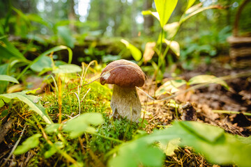 Mushrooms in the forest. Autumn outdoor recreation. Diet food