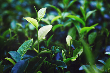 Closeup of fresh tea leaves after a tropical thunderstorm at a tea plantation. Sri Lanka.