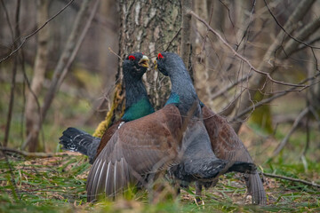 Capercaillie fight