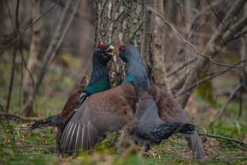 Capercaillie fight