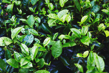 Closeup of fresh tea leaves after a tropical thunderstorm at a tea plantation. Sri Lanka.