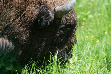 Bison in the forest