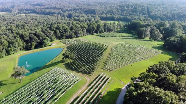 Aerial  view of the vineyard in the mountains