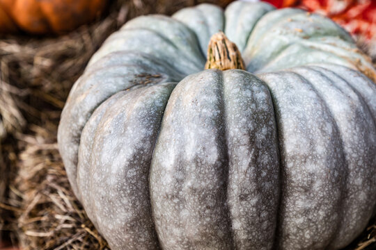 ripe pumpkin variety nagydobosi light gray with juicy pulp autumn harvest
