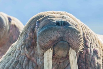 Pacific walrus on the rookery