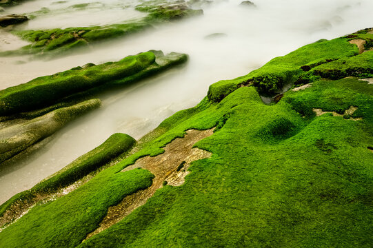 Rocas con algas verdes
