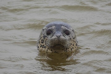 Obraz premium Moose in the winter forest