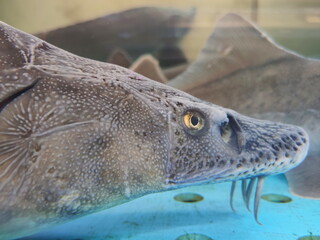 Sturgeon gaze in the aquarium