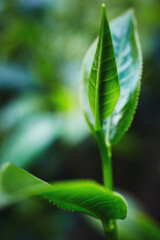 Closeup of fresh tea leaves after a tropical thunderstorm at a tea plantation. Sri Lanka.