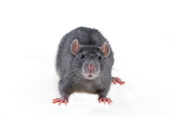 big gray rat with black eyes looks into the frame on an isolated background