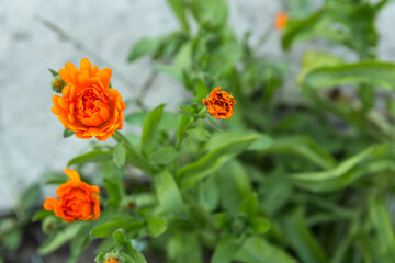 The calendula flowers. Blooming orange buds of marigold flowers against the background of greenery in the garden.
