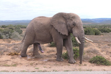 Fototapeta na wymiar Elefanten im Addo-Nationalpark, Südafrika