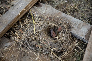An empty mouse nest made of grass on the street in wooden firewood.