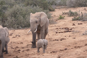 Elefanten im Addo-Nationalpark, Südafrika