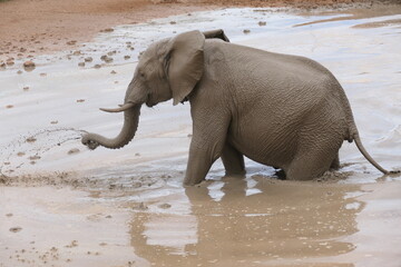 Elefanten im Addo-Nationalpark, Südafrika