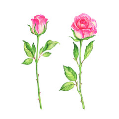  Drawing roses with foliage with paints on paper