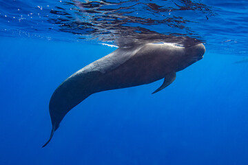 Pilot whales in blue water