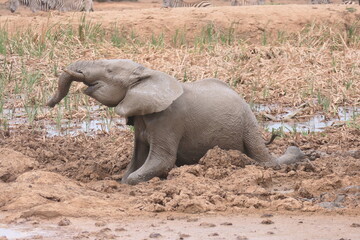 Elefanten im Addo-Nationalpark, Südafrika