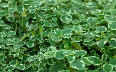 Background of plectranthus amboinicus mint or spanish shyme growing at garden