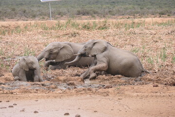 Elefanten im Addo-Nationalpark, Südafrika