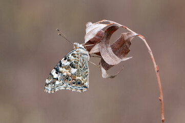 Butterfly Vanessa cardui  on the dry grass early in the morning