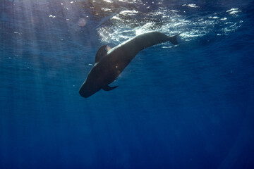 Pilot whales in blue water