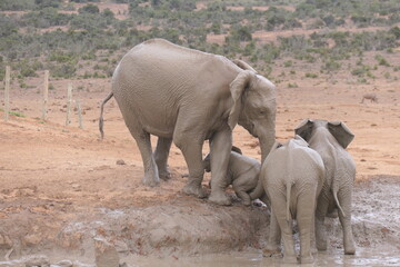Elefanten im Addo-Nationalpark, Südafrika