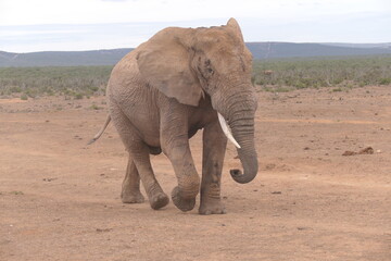 Elefanten im Addo-Nationalpark, Südafrika