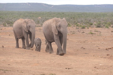 Elefanten im Addo-Nationalpark, Südafrika