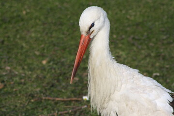 Portrait of a stork looking down. Orange beak and stork eye detail with green grass background.