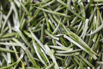 Closeup of a heap of white tea buds and leaves at a tea plantation. Sri Lanka