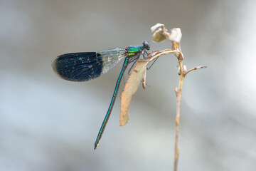 Beautiful damselfly Calopteryx splendens on a blade of grass near the river waiting for prey morning dew summer.