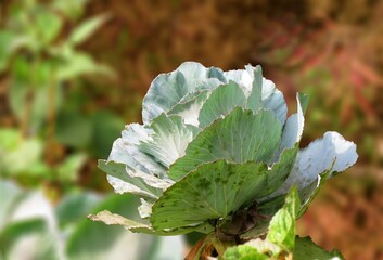 Cabbage growing in the garden. Cabbage Leaves.
