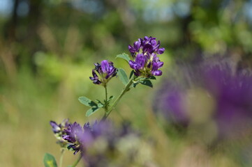 bee on lavender