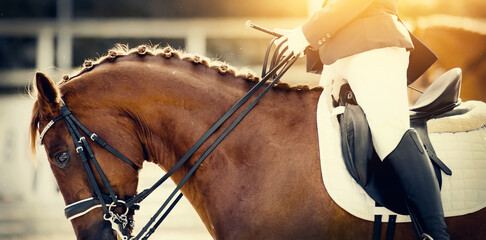 Braided mane on the neck of a red dressage horse at a competition. Equestrian sport.