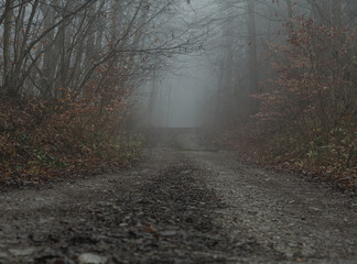 Fototapeta premium At a walk into jenaer forest at heavy fog ground view