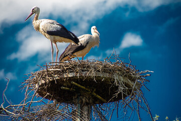 Stork's nest in Beekse Bergen's Safaripark