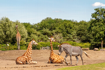Giraffe and zebra in the Beekse Bergen Safaripark