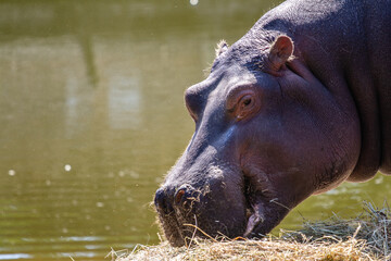  Hippopotamus in Beekse Bergen's Safaripark