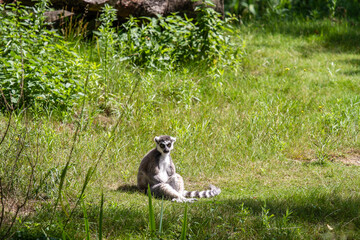  The Ring-tailed Lemur or Maki catta in Beekse Bergen's Safaripark