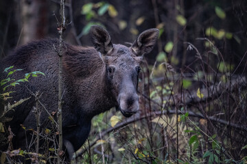 Moose elk deer in the forest